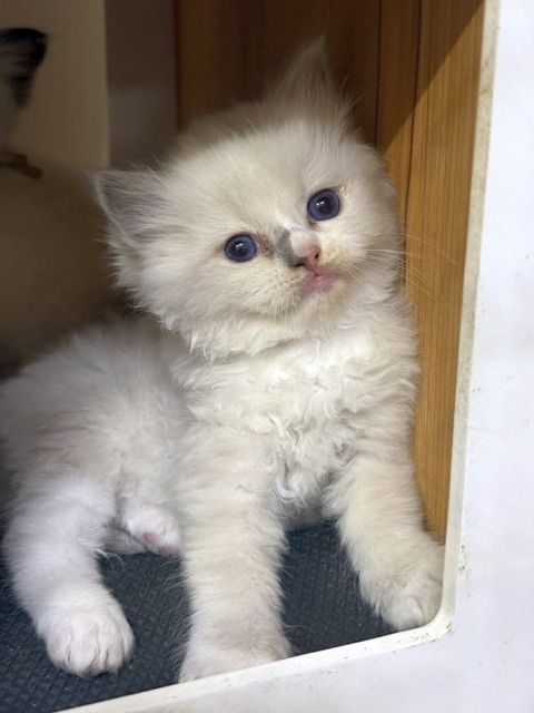 Blue mitted ragdoll