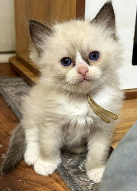 Seal Mitted ragdoll