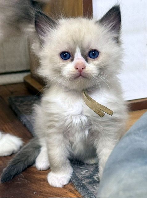 Seal Mitted ragdoll