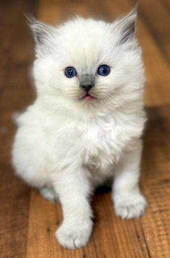 blue mitted ragdoll kitten