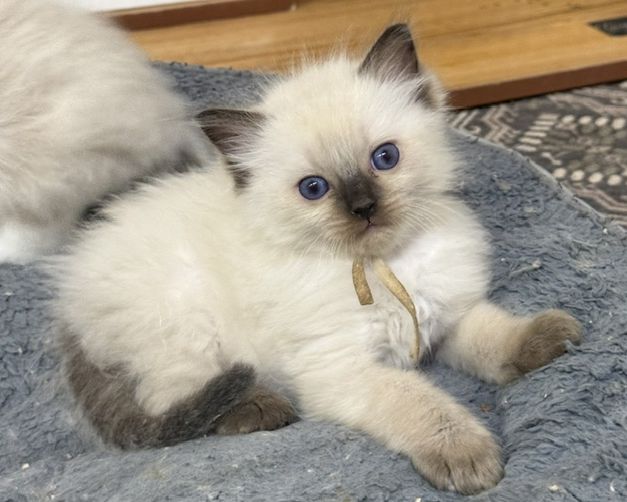 Sealpoint ragdoll kitten
