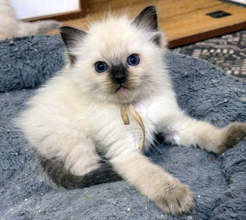 Sealpoint ragdoll kitten