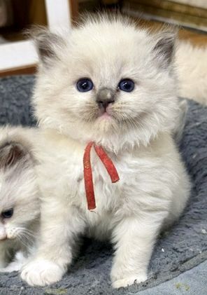 blue mitted ragdoll kitten