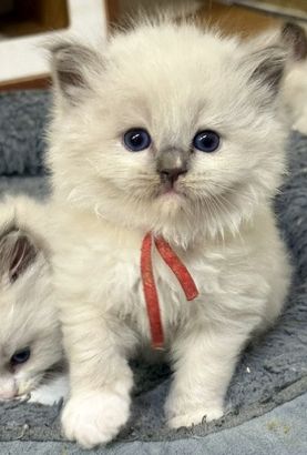 blue mitted ragdoll kitten