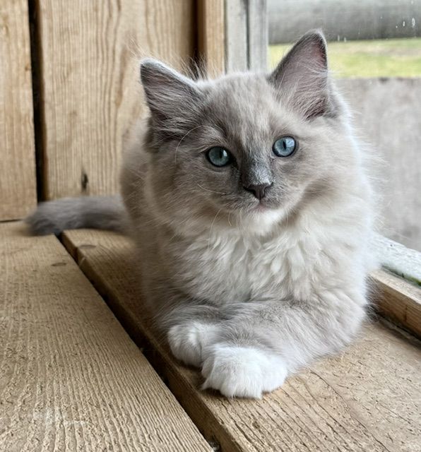 blue mitted mink ragdoll cheribum