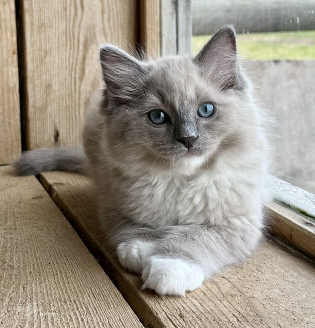 blue mitted mink ragdoll cheribum