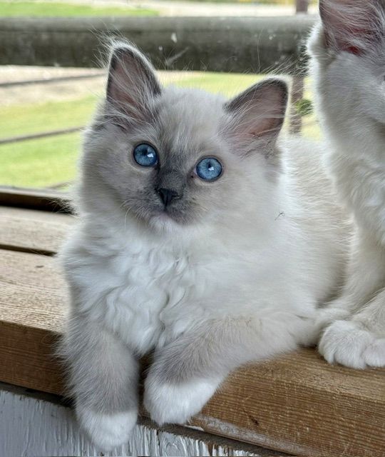blue mitted ragdoll kitten