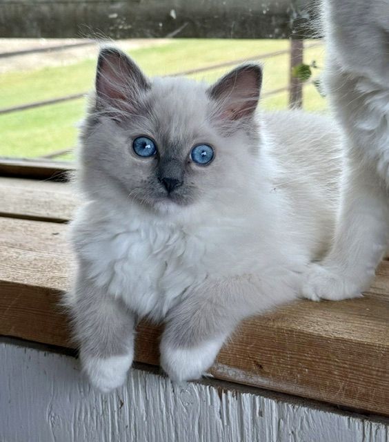 blue mitted ragdoll kitten
