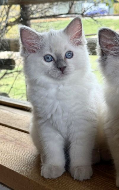 lilac point ragdoll