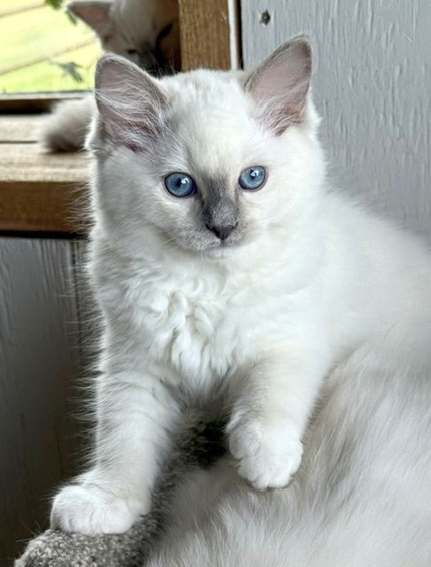 lilac mitted ragdoll