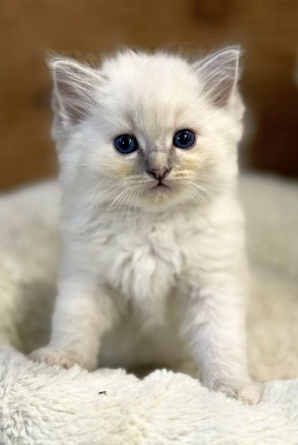 bluepoint torbie ragdoll