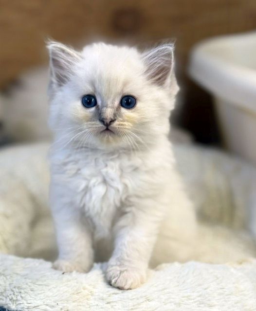 bluepoint torbie ragdoll