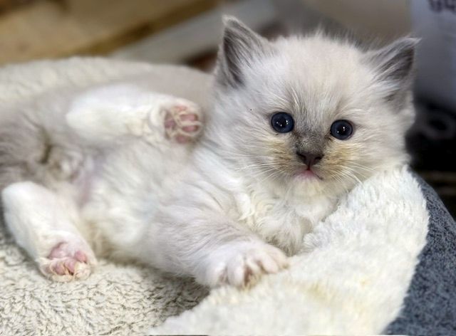 blue mitted ragdoll kitten