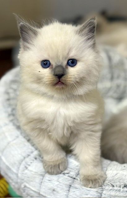 Bluepoint ragdoll kitten