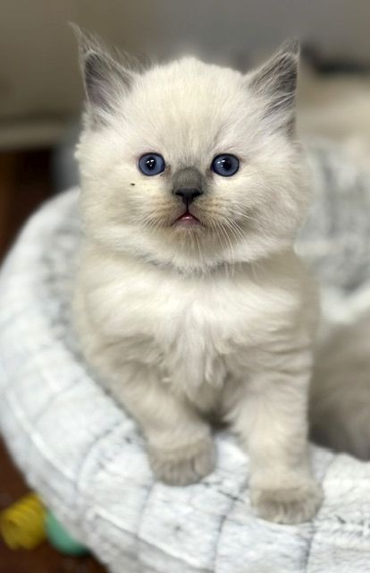Bluepoint ragdoll kitten