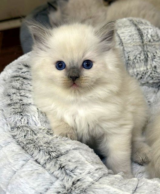 Bluepoint ragdoll kitten