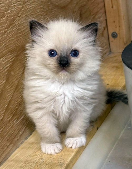 seal mitted ragdoll kitten