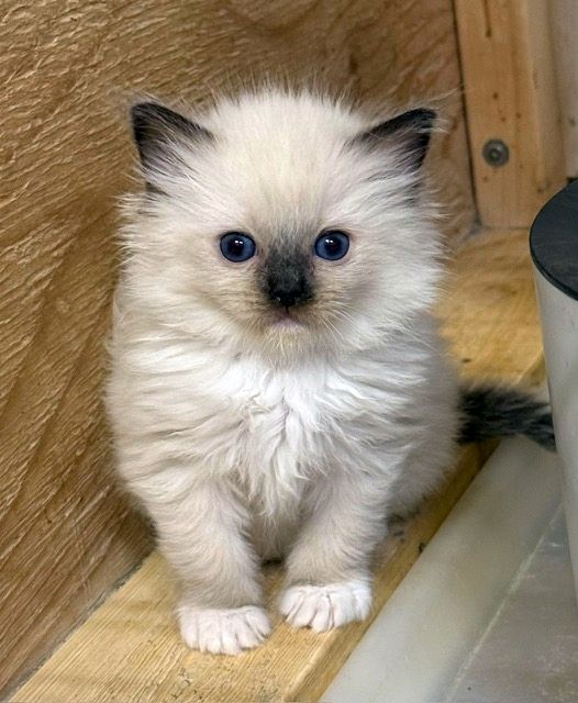 seal mitted ragdoll kitten