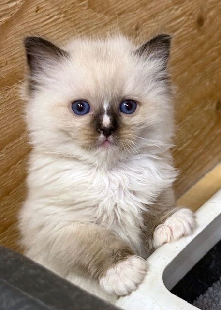 seal mitted ragdoll kitten
