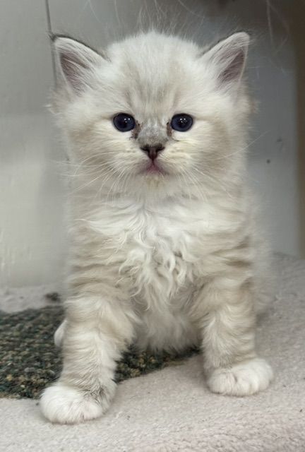 Seal mitted lynx ragdoll kitten