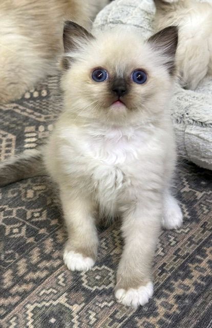 Cream-colored kitten with blue eyes sits on a patterned rug, looking at the camera.