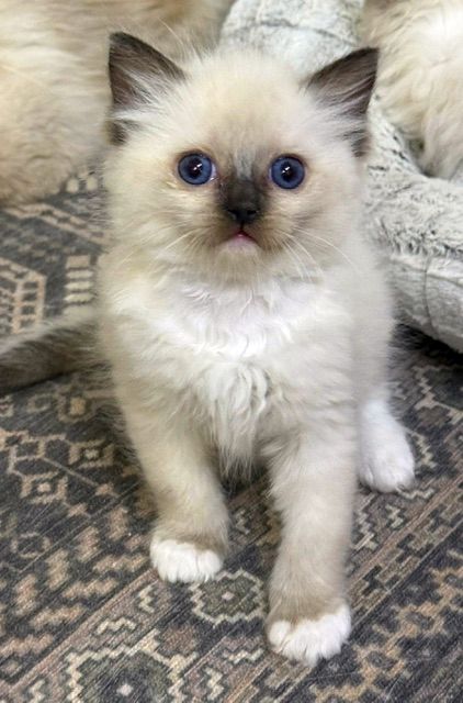 seal mitted ragdoll kitten
