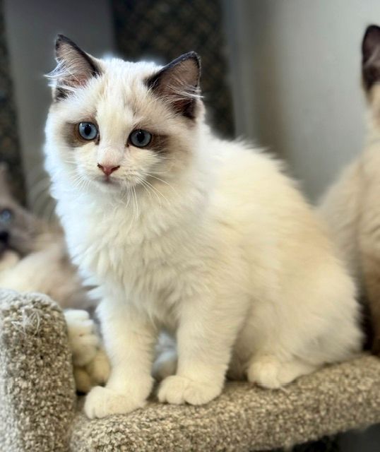 seal bicolor ragdoll