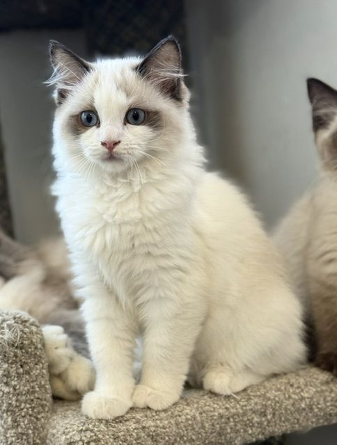 Fluffy white kitten with blue eyes sitting on a beige carpet, looking at the camera.