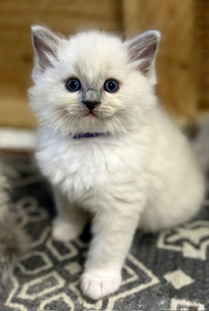 blue mitted ragdoll kitten