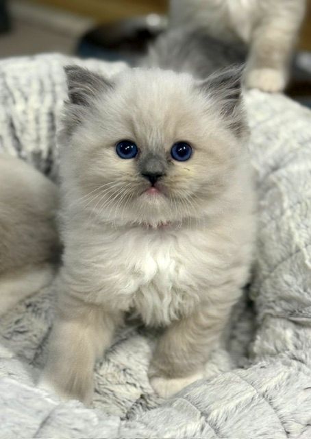 blue mitted ragdoll kitten