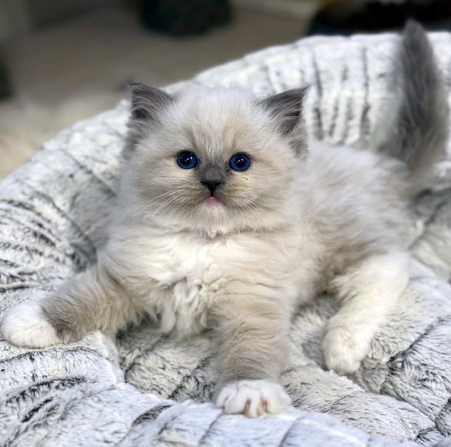 blue mitted ragdoll kitten