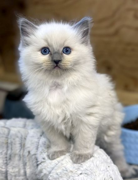 bluepoint ragdoll kitten