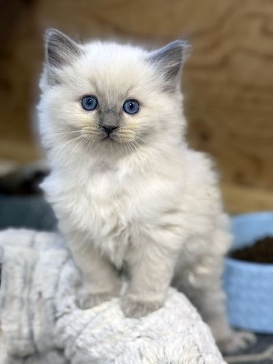 bluepoint ragdoll kitten