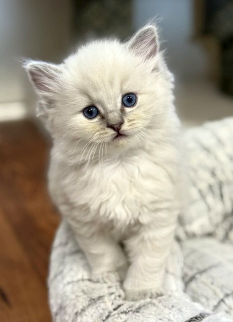 bluepoint lynx ragdoll kitten