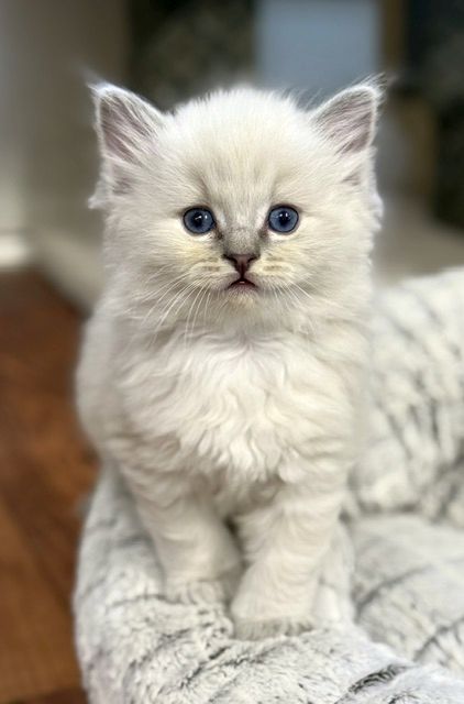 bluepoint lynx ragdoll kitten