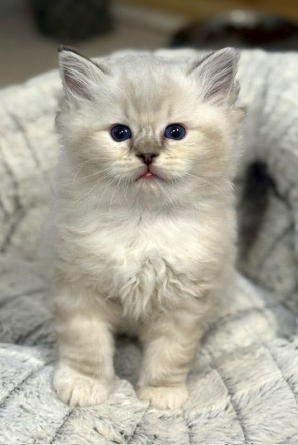Cream-colored kitten with blue eyes sitting on a soft gray blanket, facing the camera.