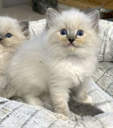 Seal mitted lynx ragdoll kitten