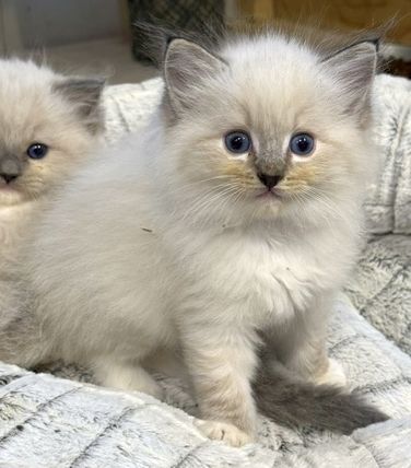 Seal mitted lynx ragdoll kitten