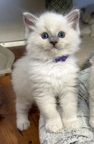 blue mitted ragdoll kitten