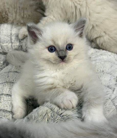 White fluffy kitten with blue eyes perched on a soft gray blanket, looking at the camera.