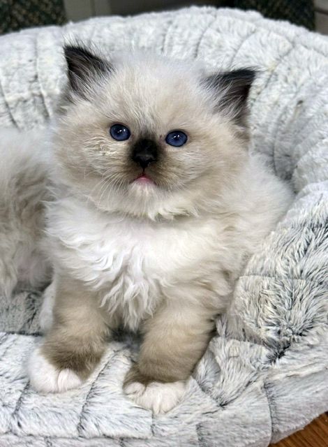 seal mitted ragdoll kitten
