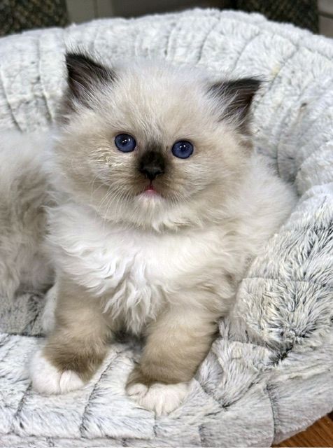 seal mitted ragdoll kitten