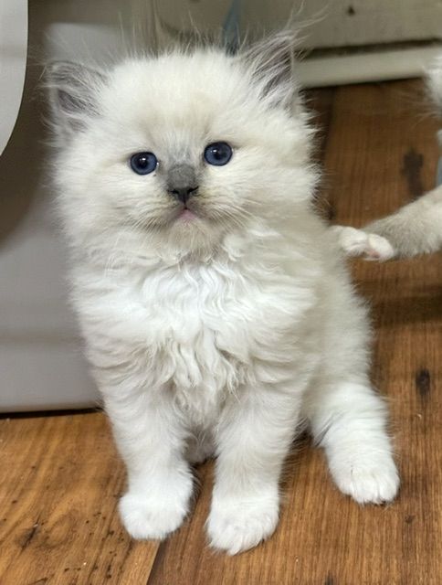 blue mitted ragdoll kitten