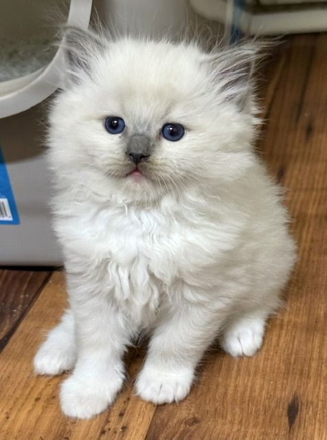blue mitted ragdoll kitten