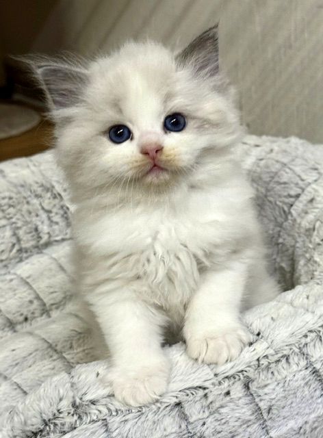 blue bicolor ragdoll kitten