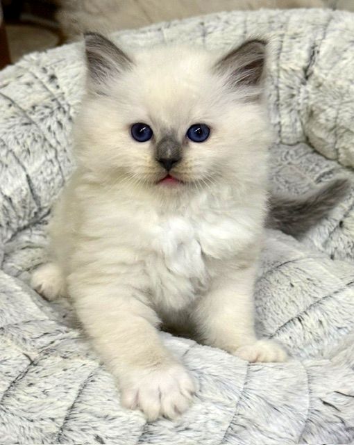 Fluffy white kitten with blue eyes sitting in a soft gray blanket.