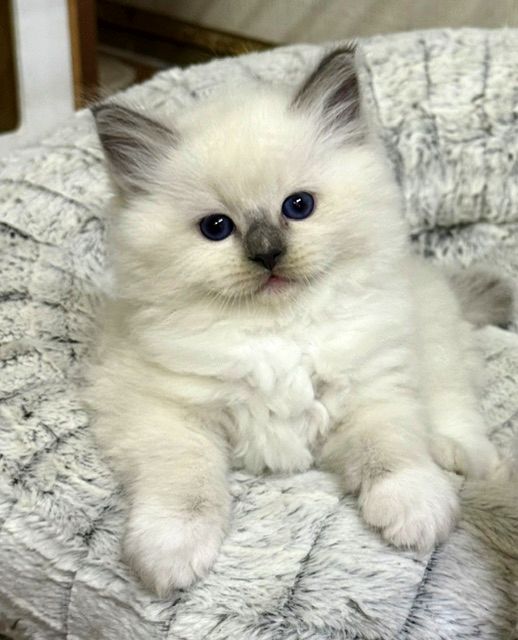 blue mitted ragdoll kitten