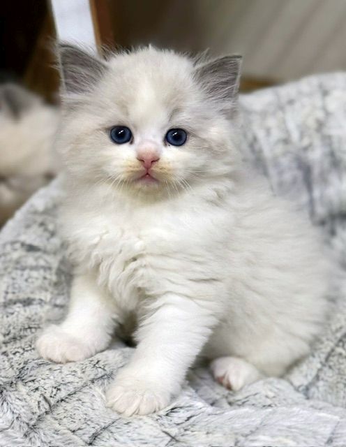 blue bicolor ragdoll kitten