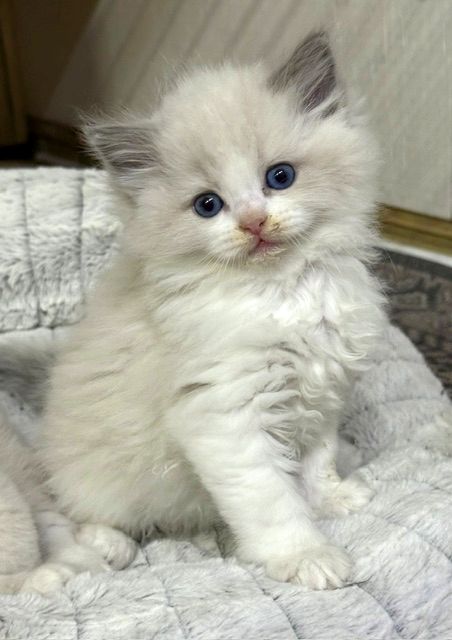 blue bicolor ragdoll kitten