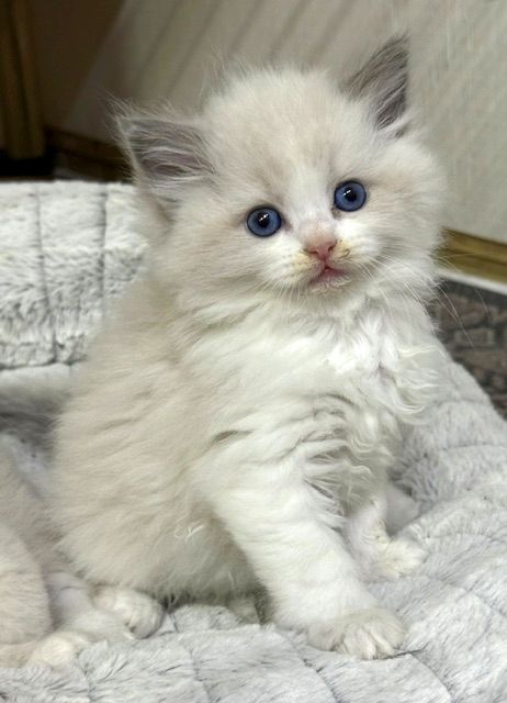 blue bicolor ragdoll kitten